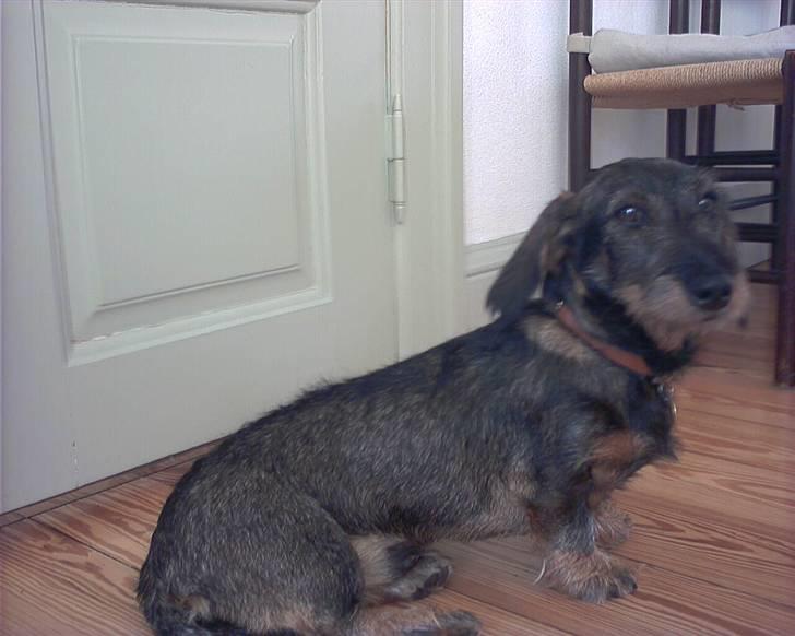 Gravhund Victor - Ved godt der ikke er så mange men der kommer flere med tiden<33 (: billede 4