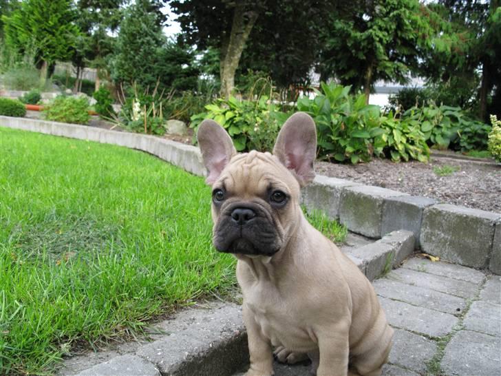 Fransk bulldog teamteglgaard,s adonis billede 1