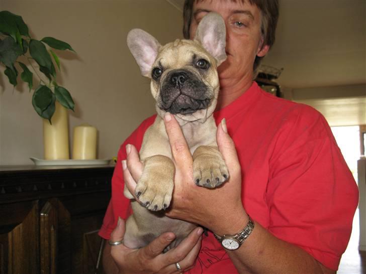 Fransk bulldog teamteglgaard,s adonis billede 2