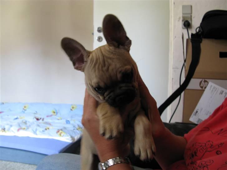 Fransk bulldog teamteglgaard,s adonis billede 3