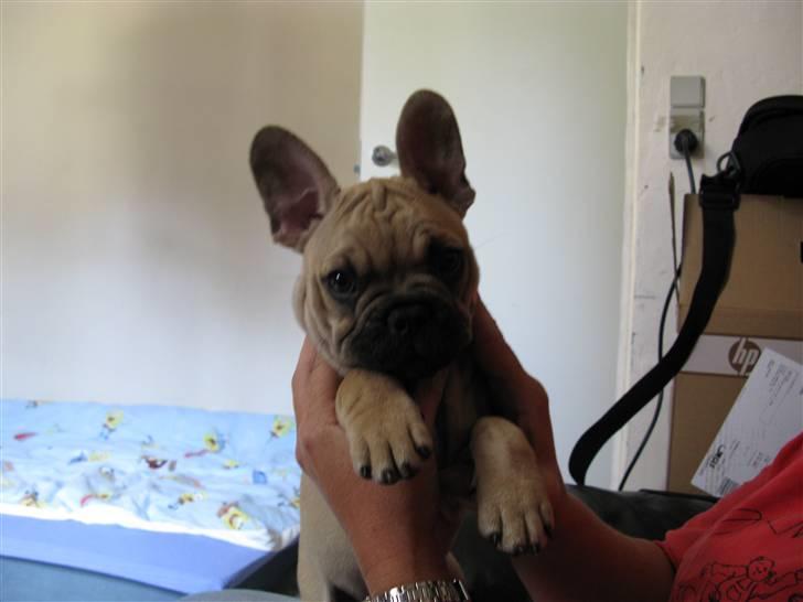 Fransk bulldog teamteglgaard,s adonis billede 4