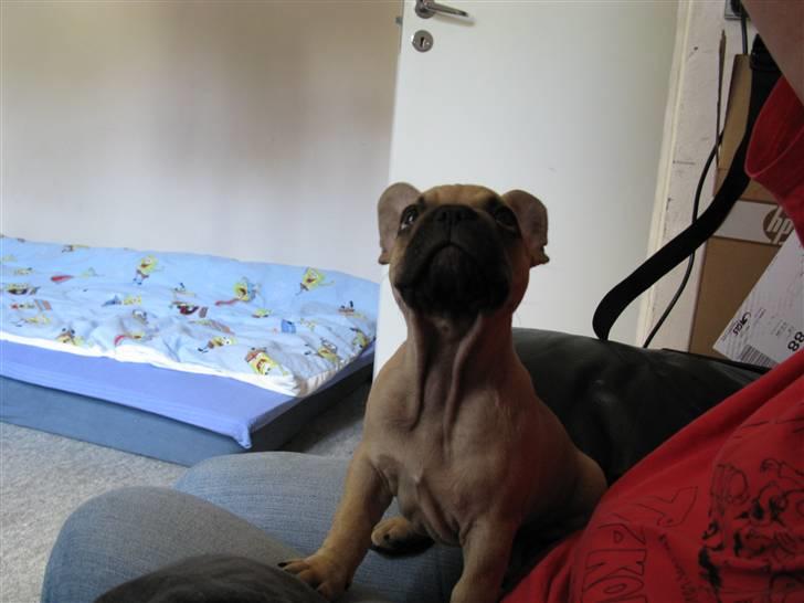 Fransk bulldog teamteglgaard,s adonis billede 5