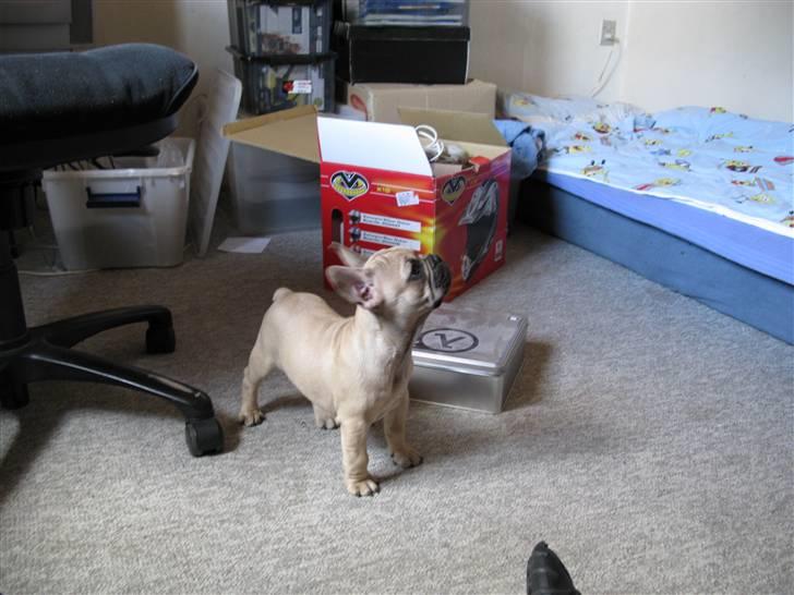 Fransk bulldog teamteglgaard,s adonis billede 6