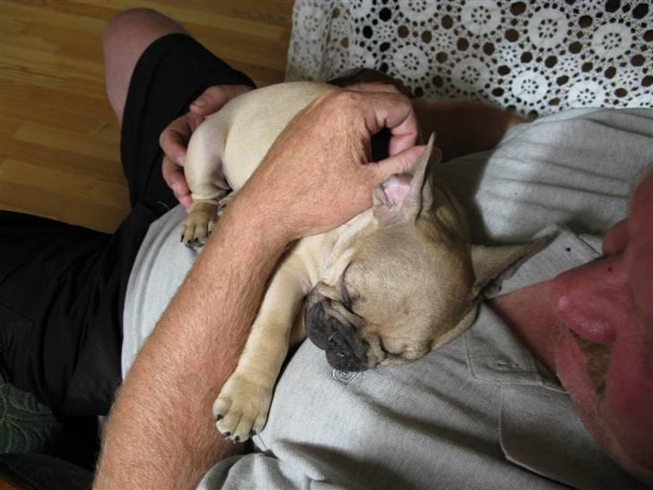 Fransk bulldog teamteglgaard,s adonis billede 7