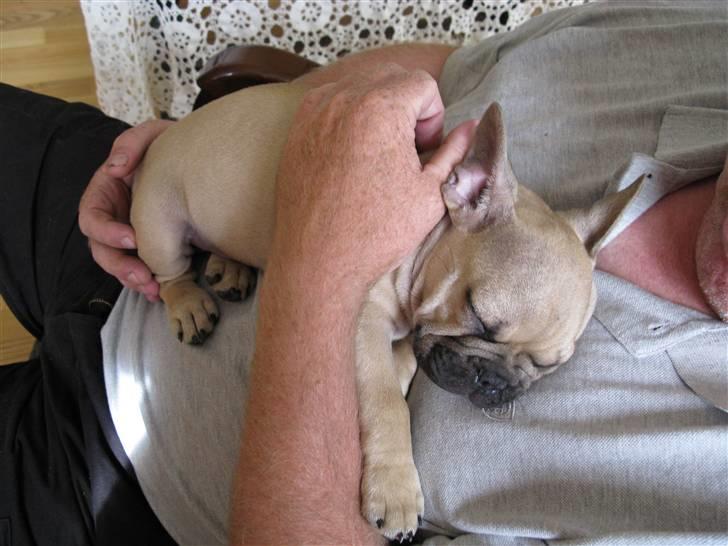 Fransk bulldog teamteglgaard,s adonis billede 8