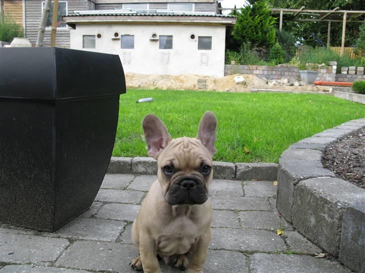 Fransk bulldog teamteglgaard,s adonis billede 9