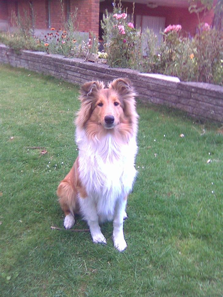 Collie langhåret Zenta billede 9