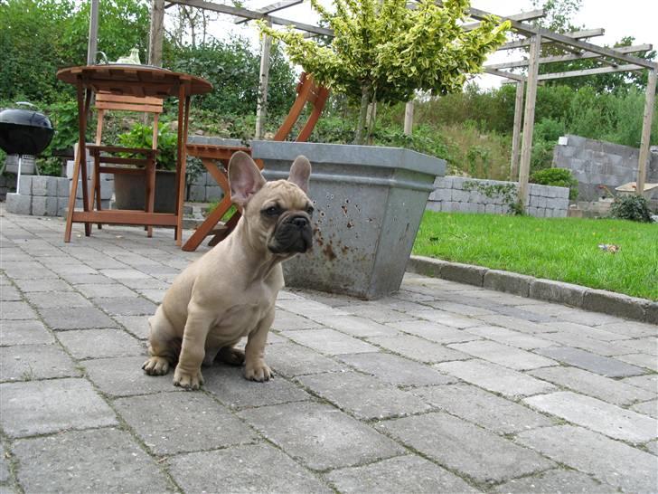 Fransk bulldog teamteglgaard,s adonis billede 10
