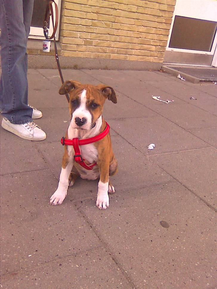 Blanding af racer Cassie - Cassie 12uger ca ;) billede 12