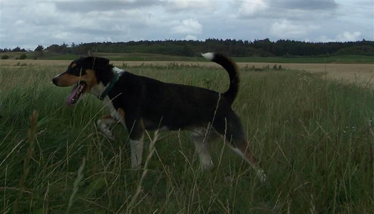 Blanding af racer Beagle/Dansk svensk gårdhund/Fox Terrier Brutus billede 7