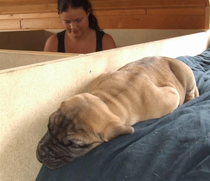 Boerboel Akua Alba billede 9