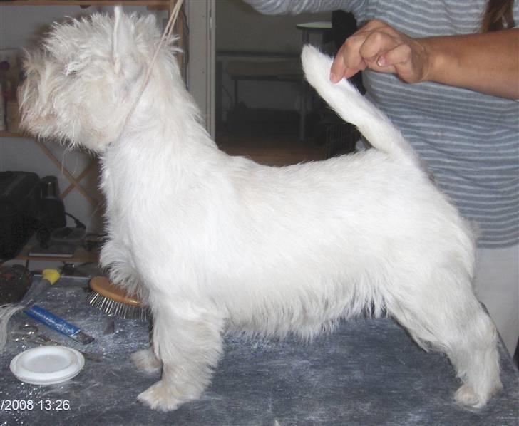 West highland white terrier KIKI billede 17