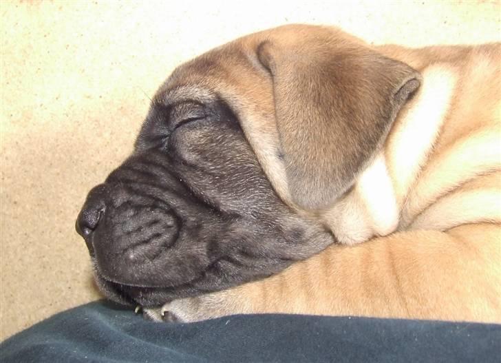 Boerboel Akua Alba billede 10