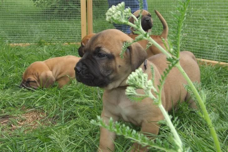 Boerboel Akua Alba billede 11