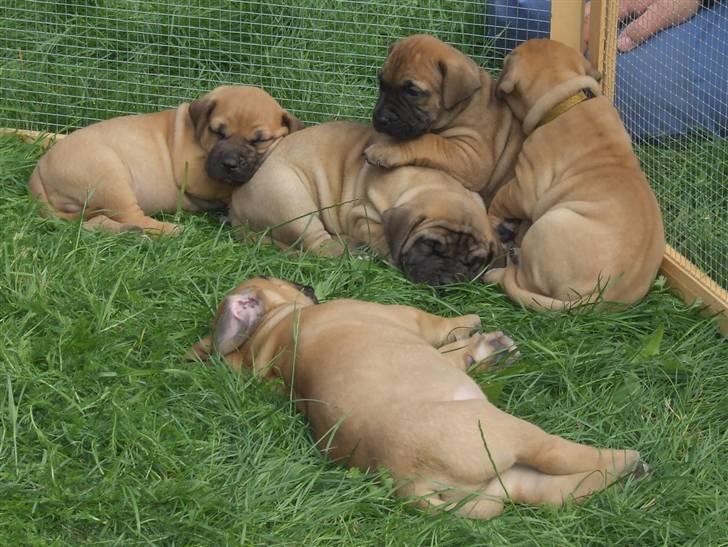 Boerboel Akua Alba billede 12