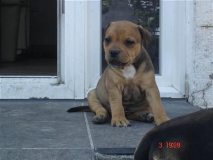 Staffordshire bull terrier Tovdal Quality Queen billede 1