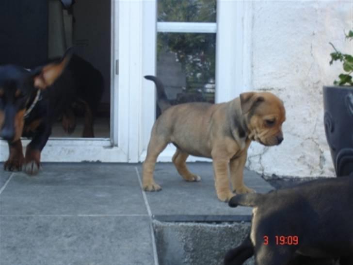 Staffordshire bull terrier Tovdal Quality Queen billede 2