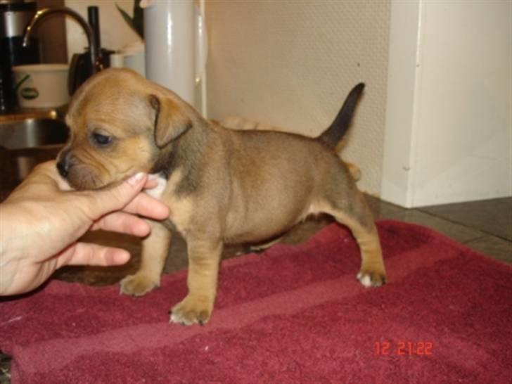 Staffordshire bull terrier Tovdal Quality Queen billede 3