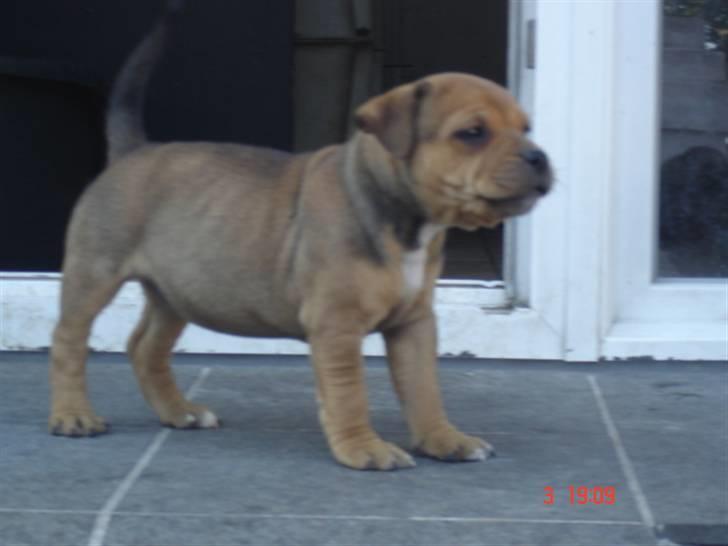 Staffordshire bull terrier Tovdal Quality Queen billede 4