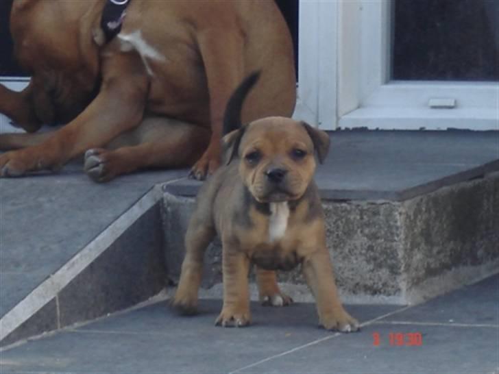 Staffordshire bull terrier Tovdal Quality Queen billede 5