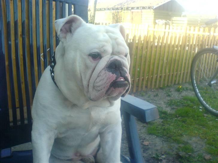 Engelsk bulldog Bamse :) billede 5