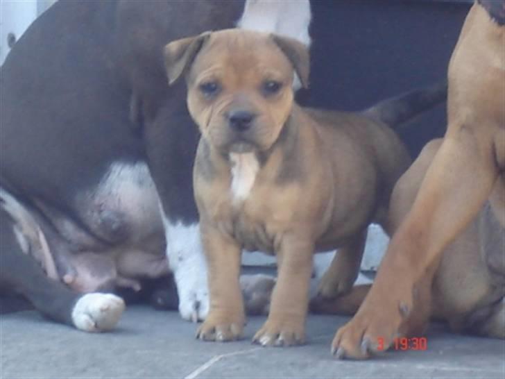 Staffordshire bull terrier Tovdal Quality Queen billede 6