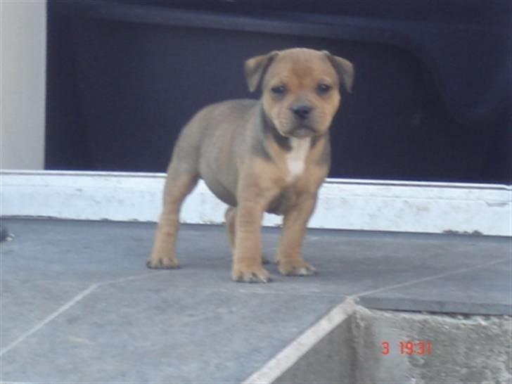 Staffordshire bull terrier Tovdal Quality Queen billede 7