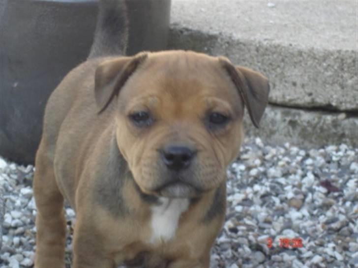 Staffordshire bull terrier Tovdal Quality Queen billede 8