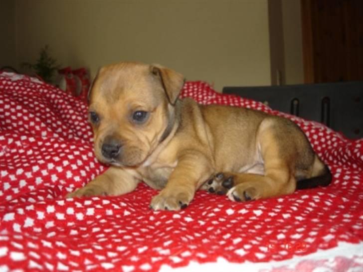 Staffordshire bull terrier Tovdal Quality Queen billede 9