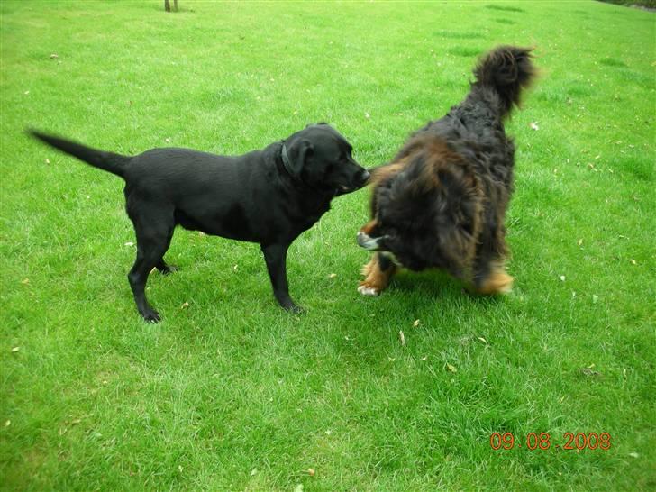Labrador retriever Basse - Basse på ferie ved sin bedste ven Panter(min tvillingsøsters hund). Aug 2008 billede 16