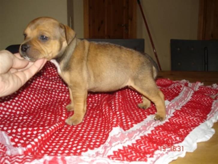 Staffordshire bull terrier Tovdal Quality Queen billede 10