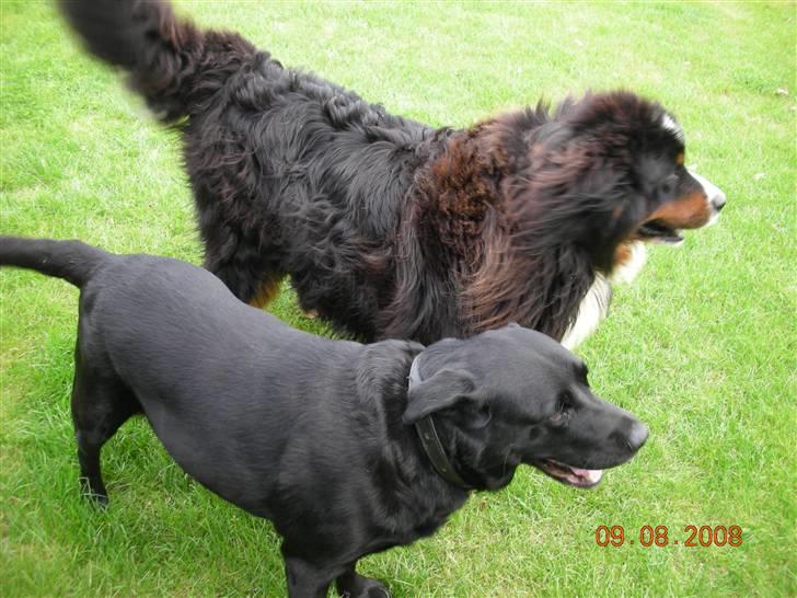 Labrador retriever Basse - De tog gamle drenge nede ved Jane.. Aug 2008 billede 17