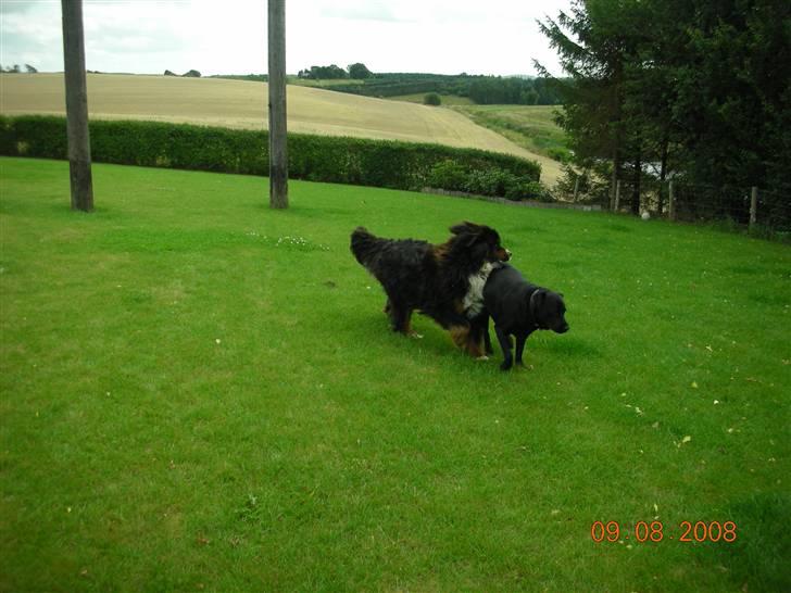 Labrador retriever Basse - Uden Molly og Rollo så skal der leges som i de gamle dage.... Aug 2008 billede 18