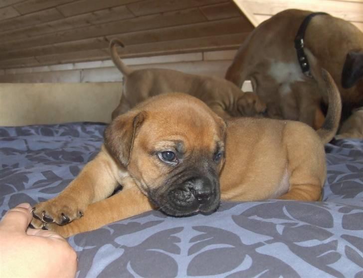 Boerboel RATHMANNS RED WUBA billede 16