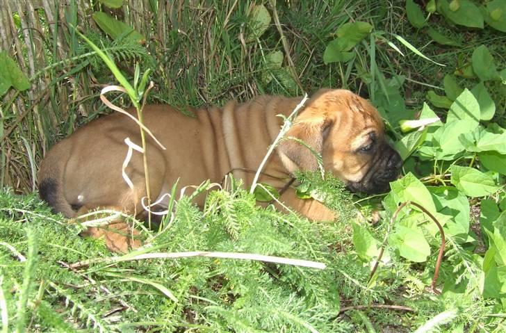 Boerboel RATHMANNS RED WUBA billede 17
