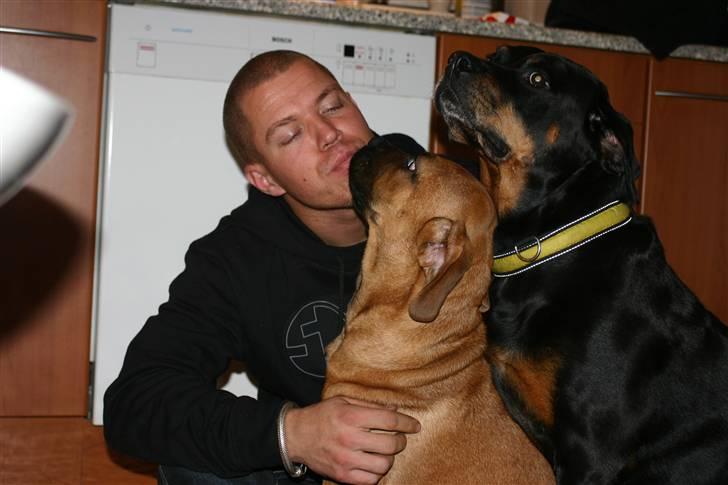 Boerboel RATHMANNS RED WUBA billede 18