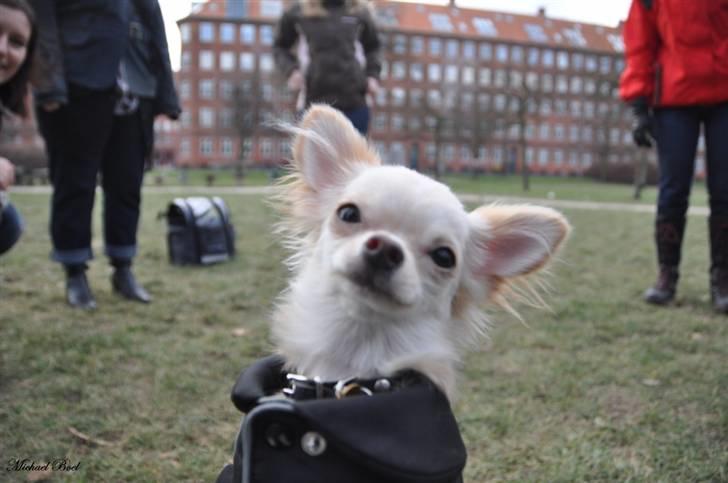 Chihuahua Donna Aka Svesken ell mus billede 11