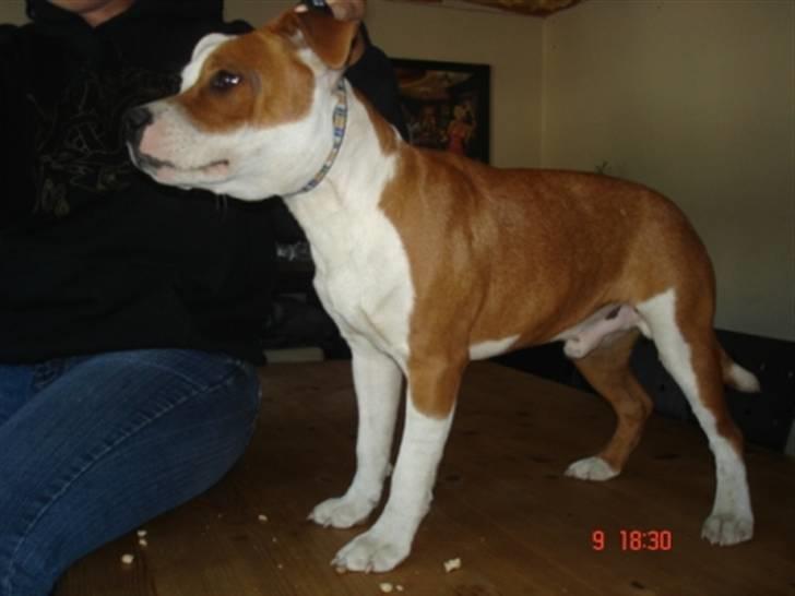 Staffordshire bull terrier Bonzai-Staff's Armani billede 12