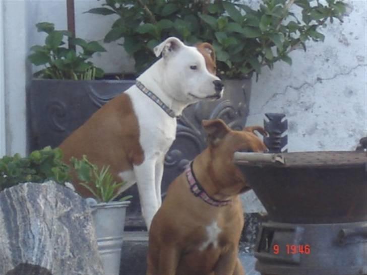 Staffordshire bull terrier Bonzai-Staff's Armani billede 13