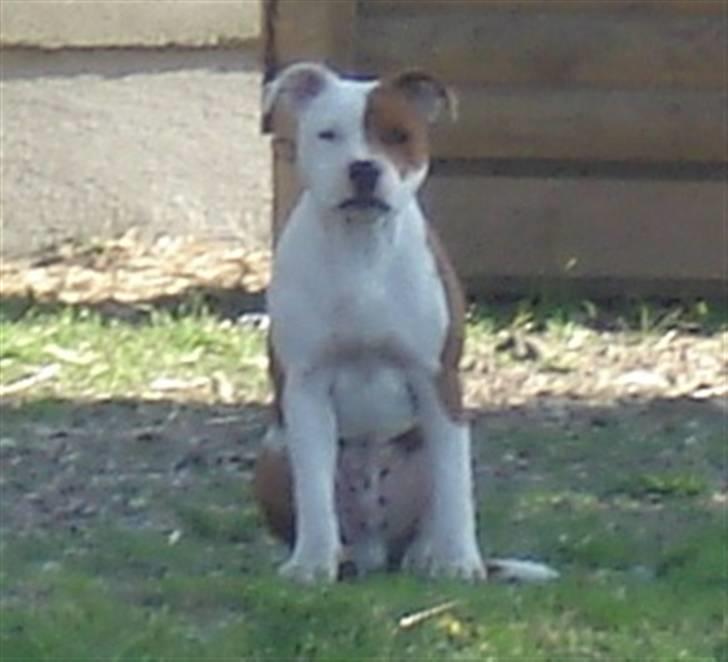 Staffordshire bull terrier Bonzai-Staff's Armani billede 14