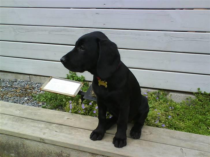 Labrador retriever Bonnie - Den er sempelthen så sød den sider bare og kigger . .  billede 1