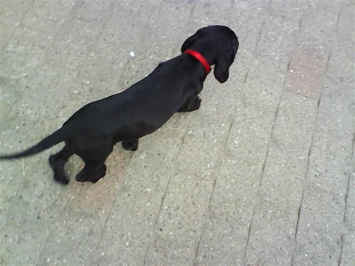 Labrador retriever Bonnie - Nu går den sin vej den vil vist hen og have sin mad . .  billede 2