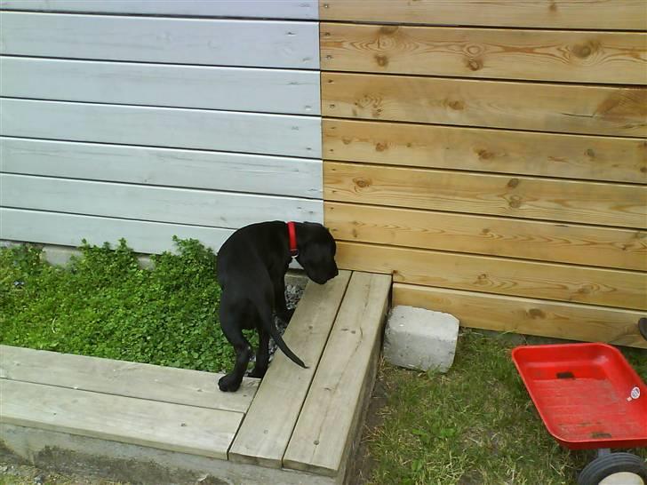 Labrador retriever Bonnie - Den går meget tit der oppe på også går den bare og vener og drejer sig . .  billede 3