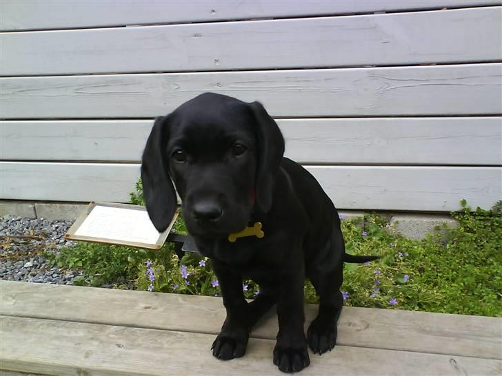 Labrador retriever Bonnie - Nogle gange sider den bare der og kigger u dover det hele . .  billede 4