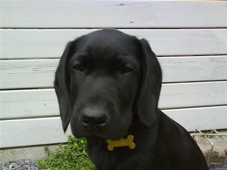 Labrador retriever Bonnie - Nu får jeg øjen kontakt med den . . billede 5