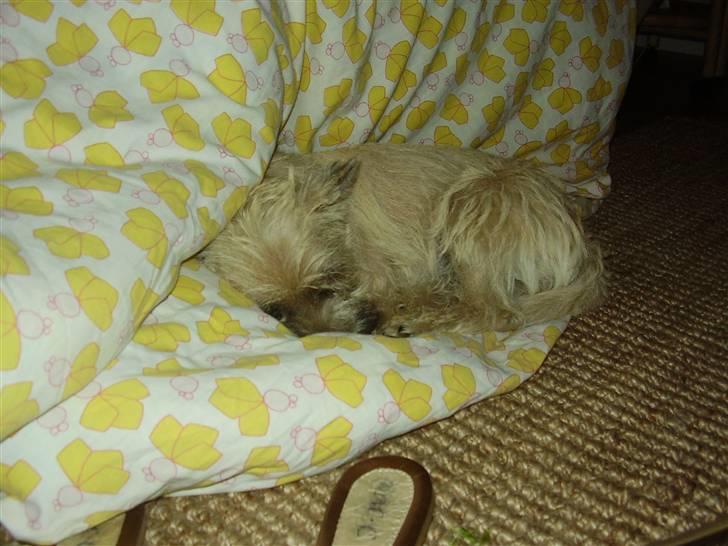 Cairn terrier Ferns Quickstepper billede 16