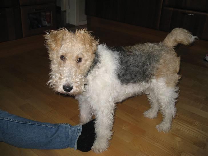 Ruhåret foxterrier Bailey billede 10