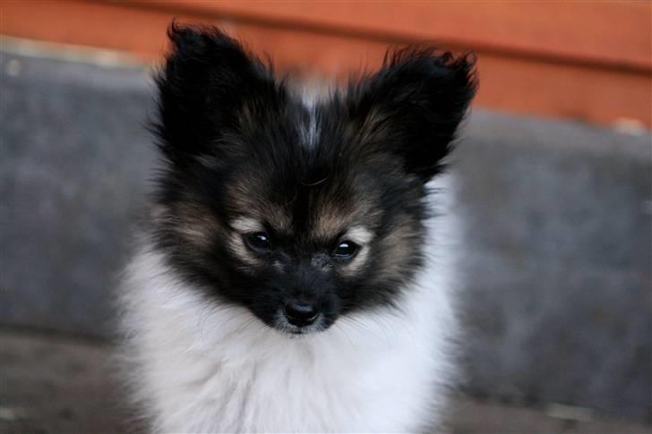 Papillon Toymakers Isadora (Mille) billede 8