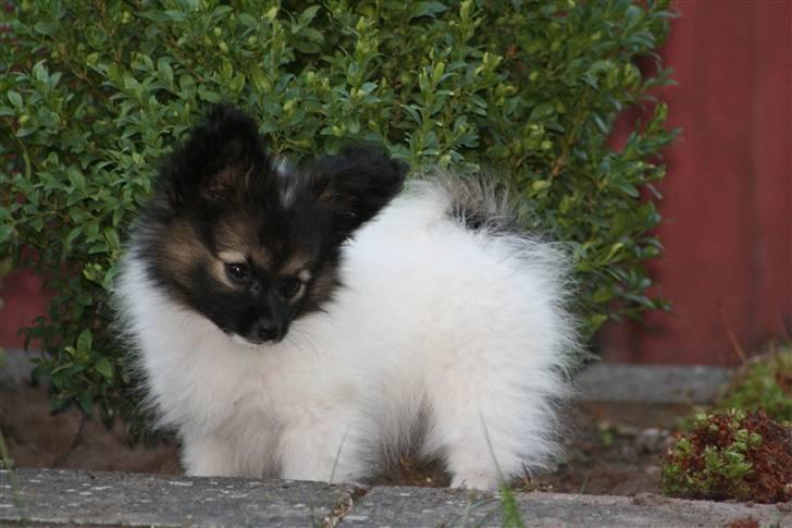 Papillon Toymakers Isadora (Mille) billede 9