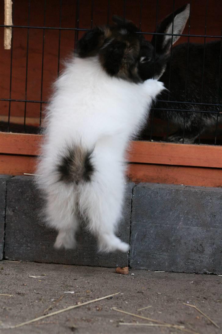 Papillon Toymakers Isadora (Mille) billede 10